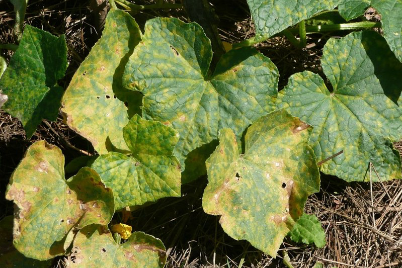 A close-up of yellowing leaves with aphids.