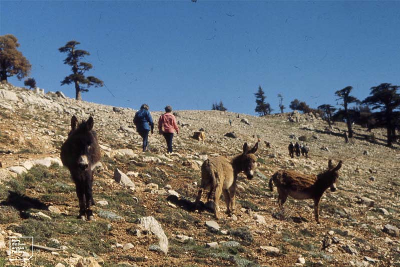 Donkeys and people ascend side of barren hill.