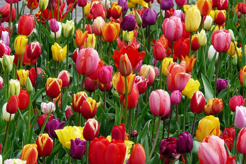 A close-up of multiple colors of tulips