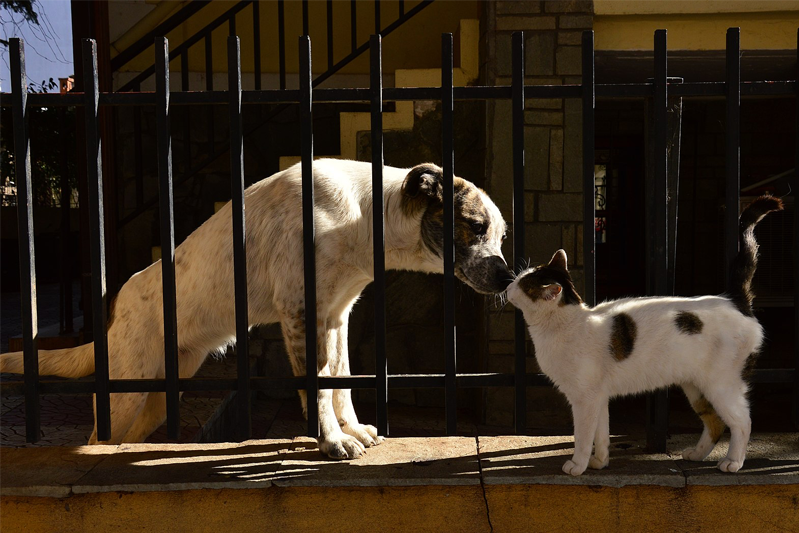 A dog and cat separated by a black fence nose each other.
