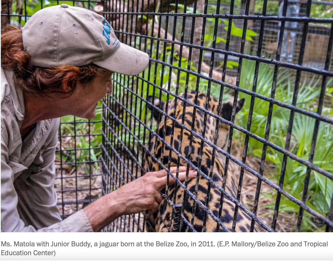 A female zookeeper pets the back of jaguar through a fence