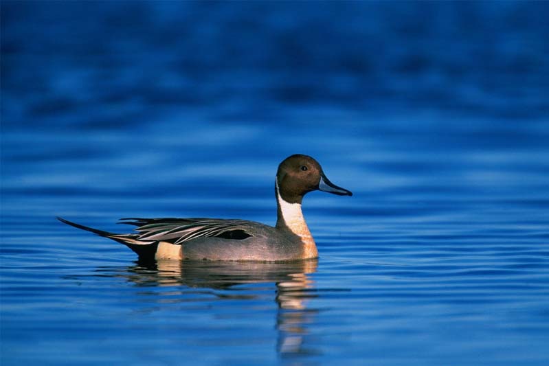 Lone duck swimming in deep blue water.