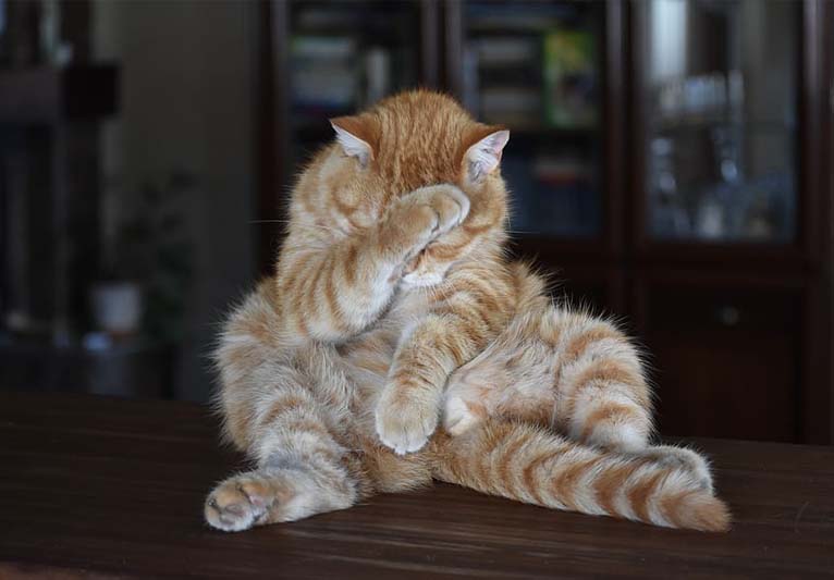 A marmalade cat facing us with his back legs spread and one front paw covering his eyes.