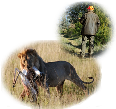 A lion hunting in one image and a man with a rifle in another image