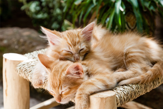 Pair of golden kittens sprawling across a rattan stool, fast asleep.
