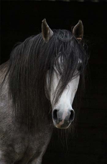 A black horse with a white face