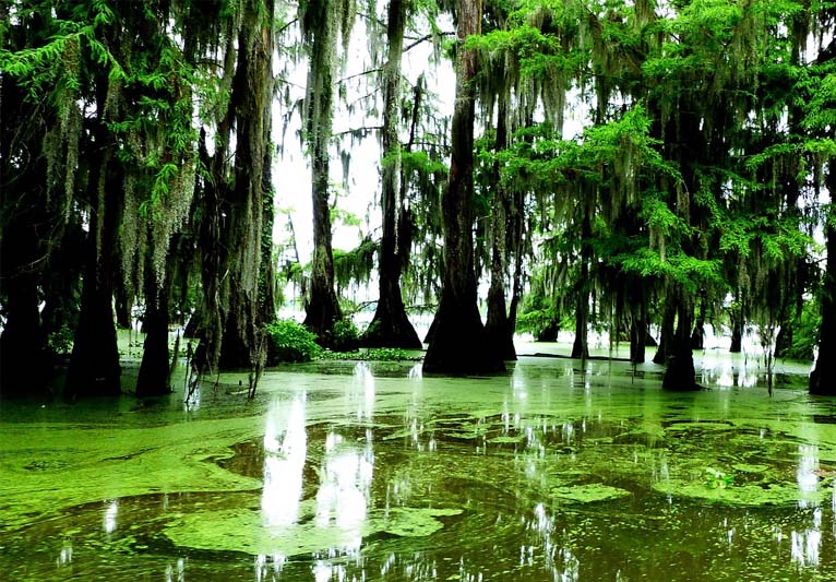 Bright greens in the trees and waters of the bayou.