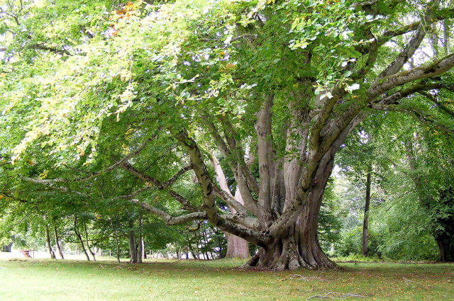 A huge multi-trunk tree