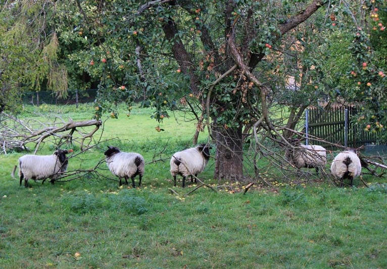 Sheep in a field below a wide-spreading apple tree.