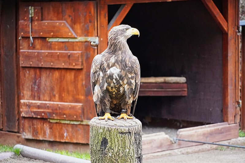 Falcon in profile stands on an upright log in front of an old wooden door that is open in front of the mews