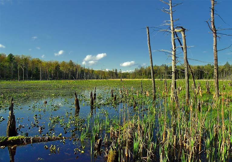 Water-soaked land with dead trees protruding from the surface and a boundary of trees on the left under a bright blue sky.
