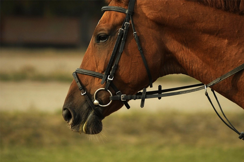 Profile of a horse's head wearing a bridle