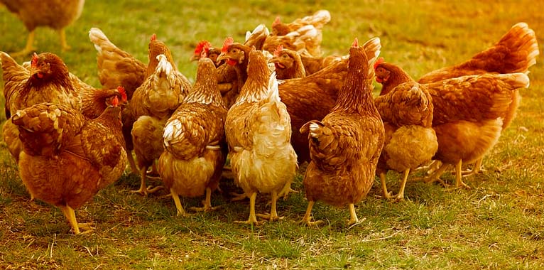 A flock of orange hens running in a group.