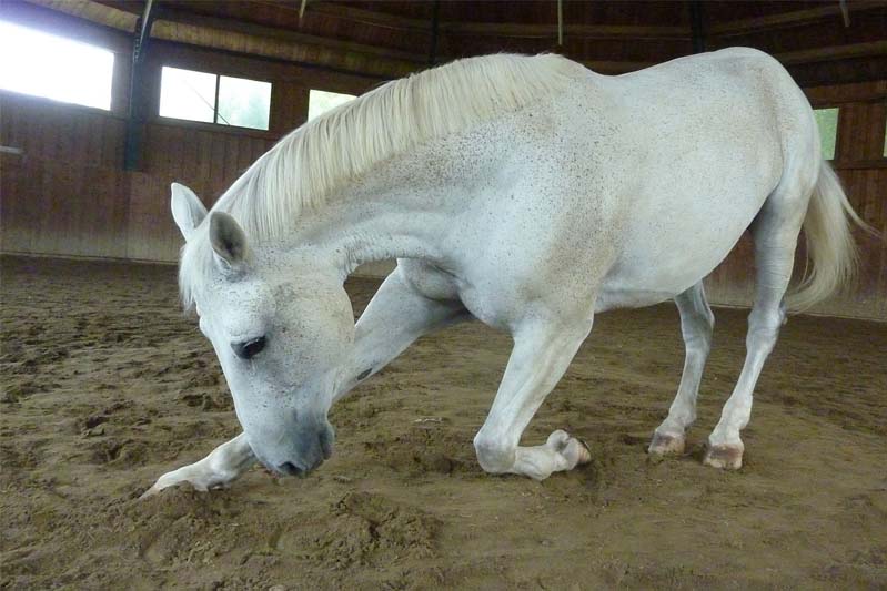 A white horse bowing inside a stable