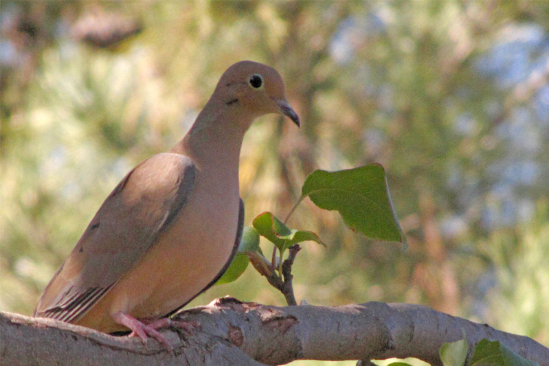 Mourning Dove perched on a tree branch in the afternoon.