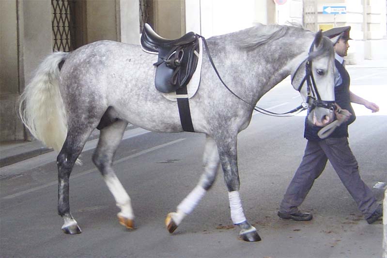 A Lipizaner stallion (Neapolitano Aga) being led out of the Spanish Riding School, Vienna.