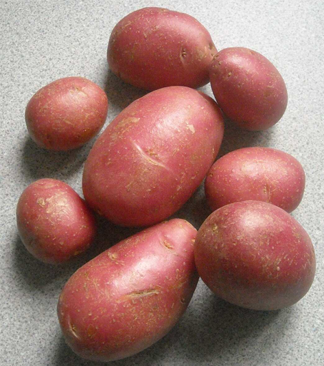 Eight Baby Rose potatoes