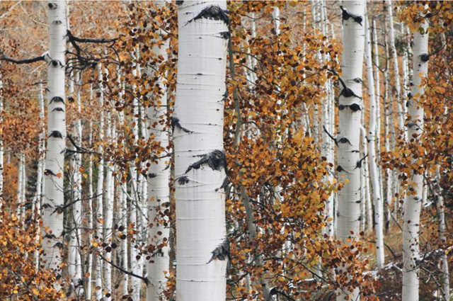 A closer look at aspens clustered together.