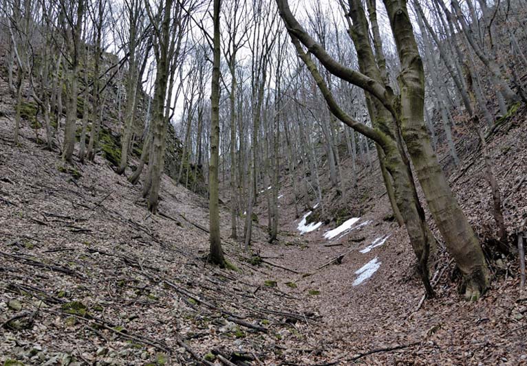 A dry streambed between two steep sides of leaf-strewn land.