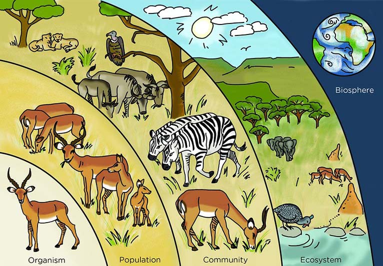 Illustration used in Gr 7-9 Natural Sciences (Life and Living strand).