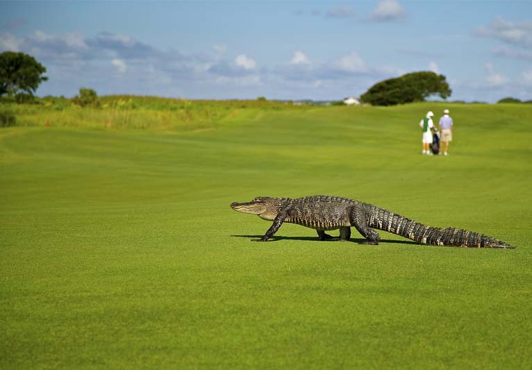 A crocodile wandering across a golf course.