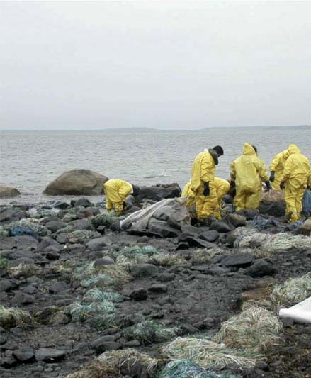 Seven workers in yellow jumpsuits cleaning up oil-soaked debris on coastline on a gloomy day.