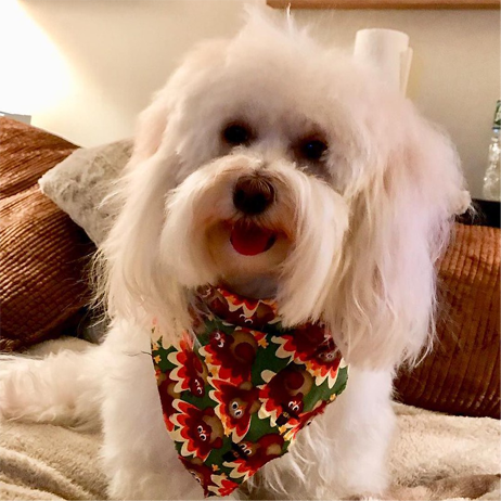 A white Havanese dog dressed up with a red, brown, and green scarf around her neck.