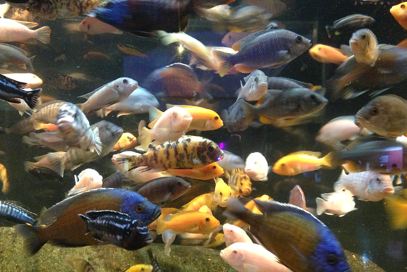 A fishtank full of colorful fish