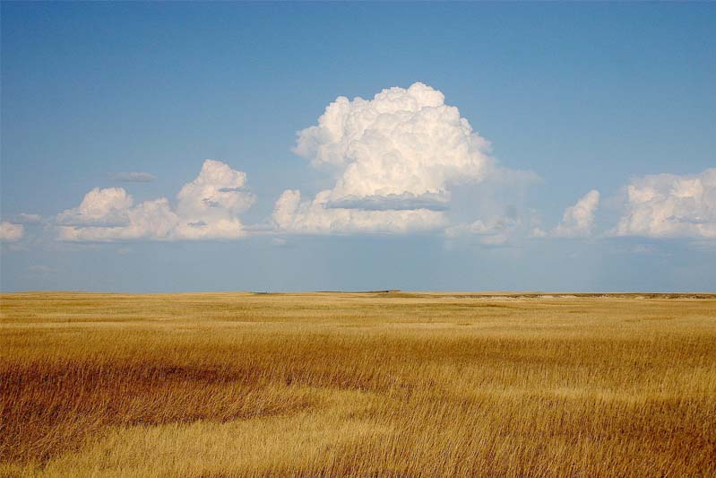 A long view of a golden yellow prairie of grasses under a summer blue sky.