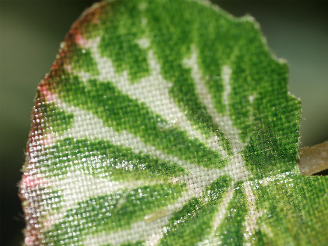 A close-up of an ivy leaf