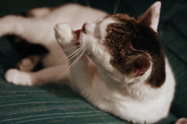 A black-and-white cat licking its paw.