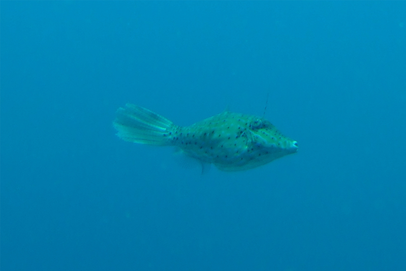 Scrawled File Fish named for the delcate blue tracery seem as friendly as other varieties.
