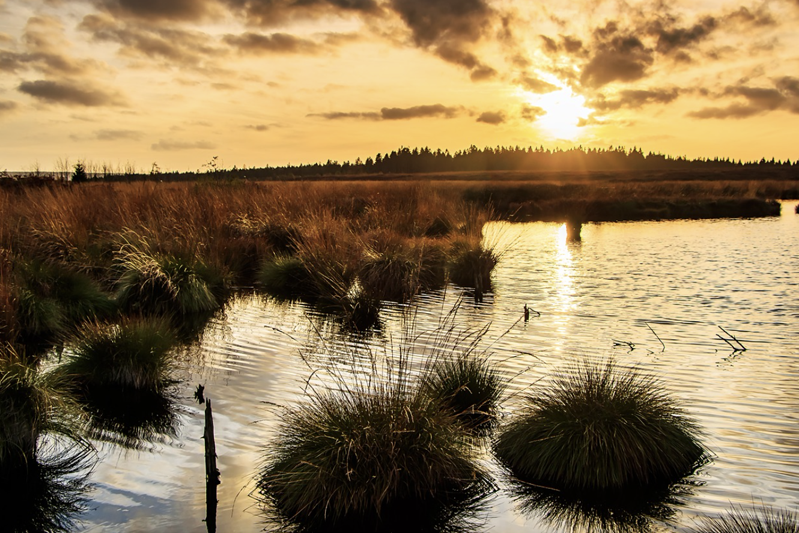 A golden sunset over a waterlogged landscape with hummocks of plants