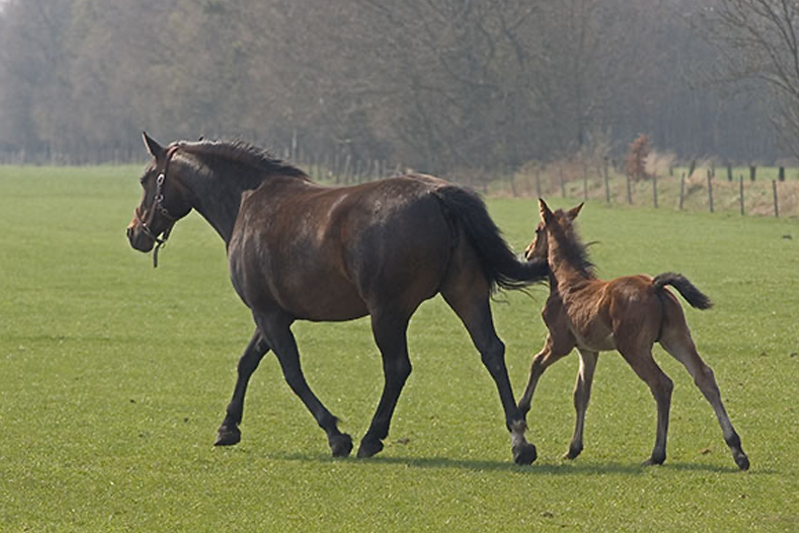 A mare and her filly running through a field