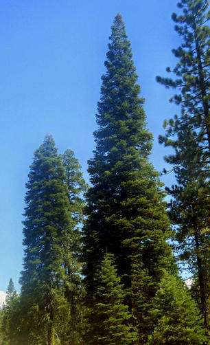 A clump of tall fir trees