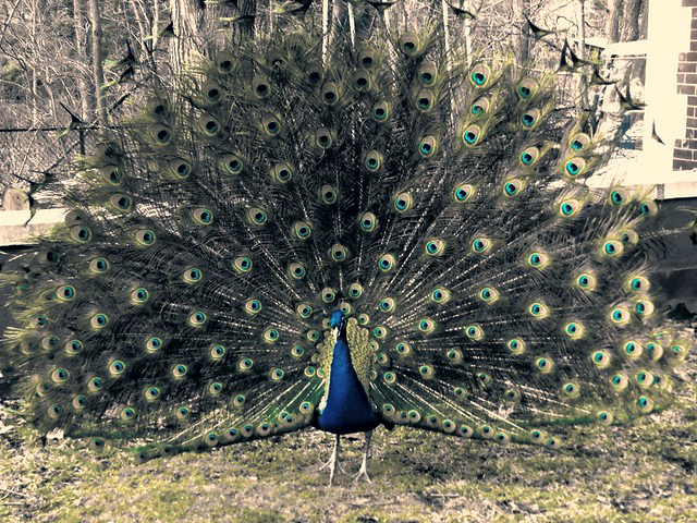 Frontal view of a peacock spreading his tail feathers