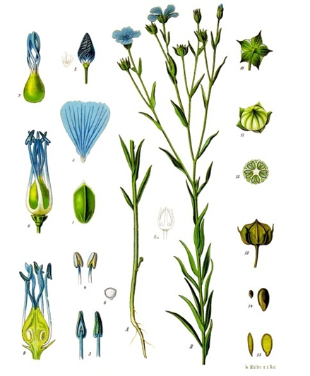 Botanical illustration of a flax plant