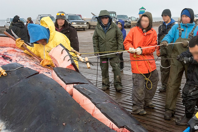 A group of Inupiaq Eskimos flense a bowhead whale.