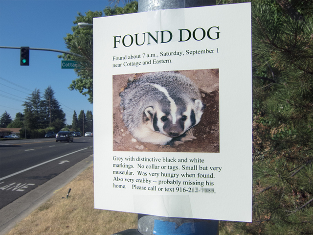 Lost and found poster stuck on a light pole