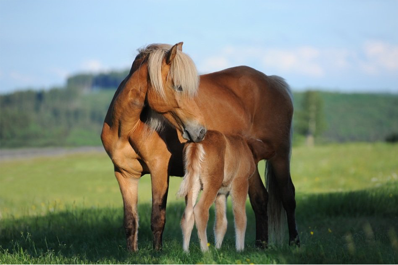 A peaceful meadow scene of a mare nuzzling the back end of her foal who's feeding