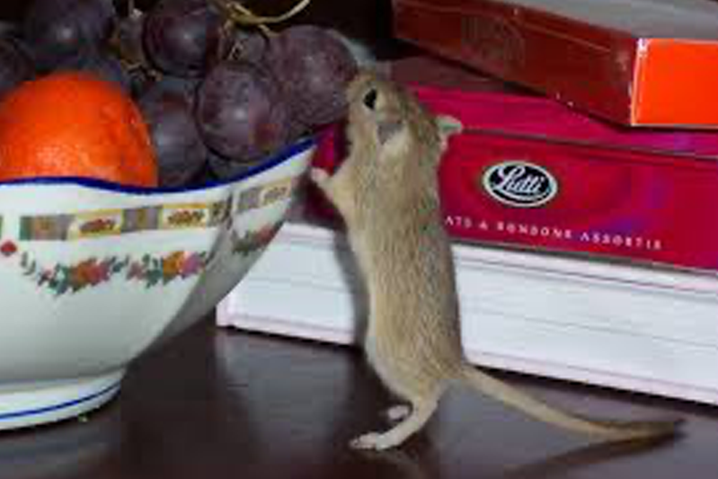 A mouse is stretching up to sniff a grape in a fruit bowl