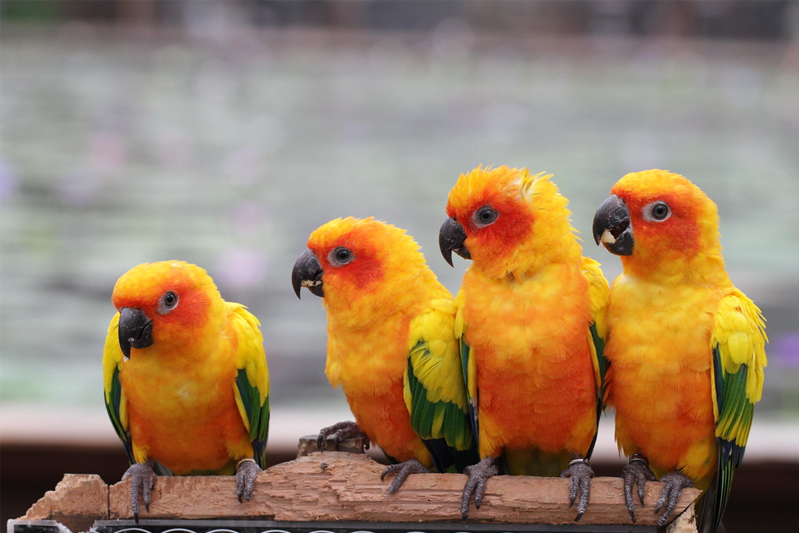 Four orange, red, and green birds on a branch with three of 'em squawking at the fourth on the left