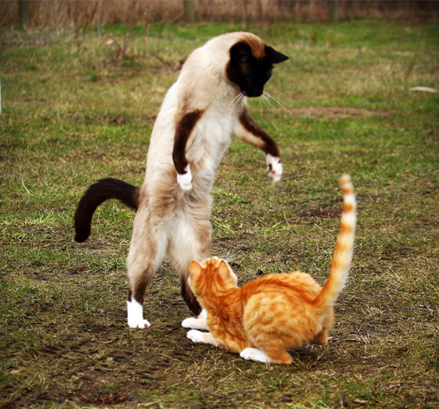 Two cats play fighting in the grass