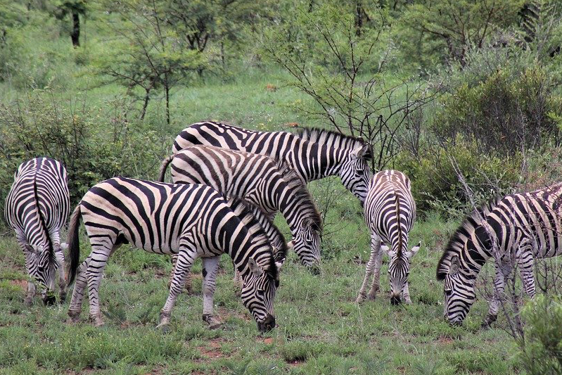A herd of zebra grazong on grasses