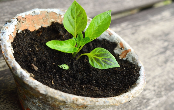 Leafy plant growing out of black soil in a wide, shallow pottery bowl