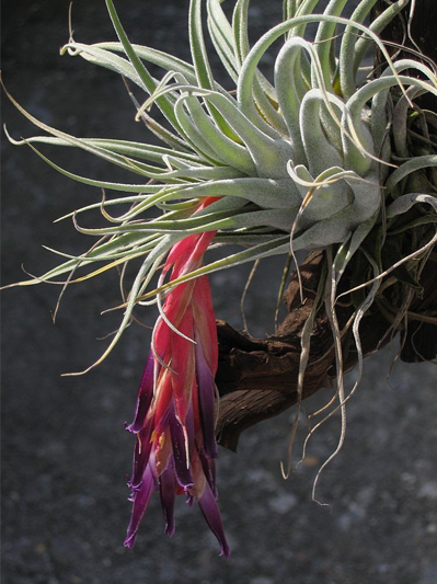 An air plant with a pendulous flower in deep pink and purple with the typical gray-green leaves.
