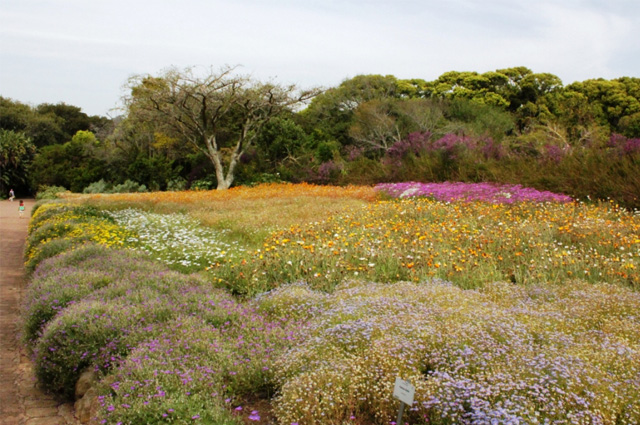 A heath of native plants