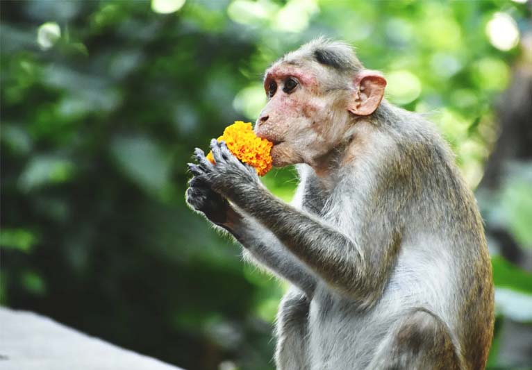 A monkey  in profile eating what looks like a yellow flower.