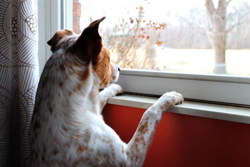 White and brown dog with his front paws on the windowsill is intent on something outside.