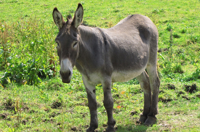 A three-quarter profile of a jackass standing in a ragged pasture.